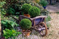 Buxus - Boxwood topiary in terracotta containers in vintage wooden wheelbarrow