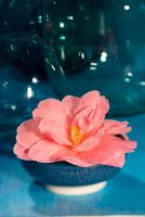 Camellia x williamsii 'Donation' - Single pink flower in a bowl