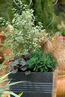 Pittosporum tenuifolium 'Marjory Channon', Carex comans 'Bronze', Euphorbia and Heuchera combination container