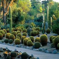 Echinocatus grunsonii and tall Trichicereus pasacana in desert garden - Huntington Botanical Gardens, Los Angeles, California