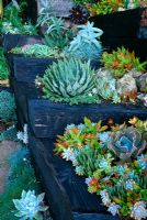 Aeonium 'Zwartkop', Sedum rubrotinctum and  Raptopetalum paraguayense - Feibusch Garden, San Francisco