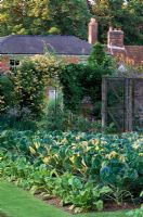 Walled Victorian kitchen garden with spinach, cauliflower and lettuce. Lonicera etrusca on arch in background - Little Court, Hampshire