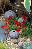 Helianthemum grows between ceramic sea urchins by Dennis Fairweather - B and Q Courtyard Garden, Chelsea 1997