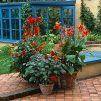 Terracotta containers on patio planted with hot coloured plants - Crocosmias, Canna 'King Humbert', Canna 'Wyoming', Dahlia 'Grenadier', Dahlia 'The Fairy' and Dahlia 'David Howard'