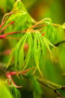 Emerging leaves and young spring growth of Acer palmatum var dissectum viride group