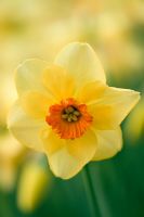 Narcissus 'Altruist'