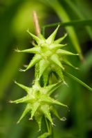 Carex grayi - Gray's sedge