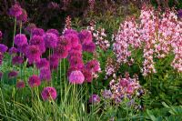 Border in spring with Allium 'Purple Sensation' and Dictamnus var purpureus - Pettifers Garden, Oxfordshire 
