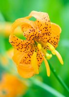 Lilium pardalinum - Panther lily, leopard lily