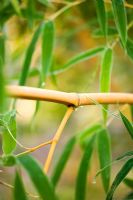 Phyllostachys bambusoides 'Allgold'