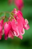 Dicentra formosa 'King of Hearts'