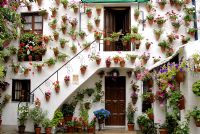 Traditional Spanish courtyard garden with Pelargoniums in terracotta pots hanging on whitewashed walls. The Cordoba Patio Festival, Andalucia, Spain.