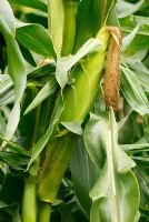 Ripe sweetcorn - Zea mays 'Extra Tender and Sweet'