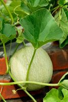Cucumis melo 'Century' - Melon growing in coldframe