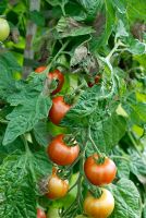 Blight on leaves of Tomato 'Chocodel'