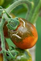 Cracking round shoulders of Tomato 'Black Plum'