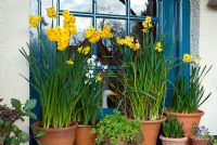 Narcissus 'Soleil d'Or' and Narcissus 'Paperwhites' in terrracotta containers - decorative display of forced bulbs in porch - Norfolk 