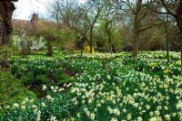 Drifts of mixed Narcissus in the old orchard of Little Becketts, Essex with house in background and stream in Spring