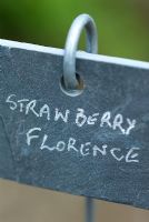 Hanging slate plant label 'Strawberry Florence' handwritten in silver - Little Becketts, Essex