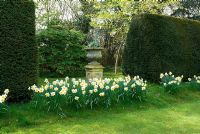 Row of Narcissus along Taxus hedges with container at Little Becketts, Essex