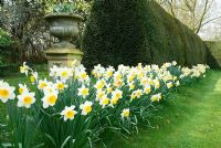 Row of Narcissus along yew hedges with container at Little Becketts, Essex