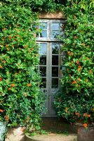 Garden door surrounded by profuse orange-red climber Senecio confusus - Mexican flame vine - East Ruston Old Vicarage, Norfolk