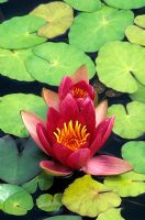 Nymphaea froebellii - waterlily 