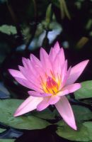 Nymphaea 'Excalibur' - Tropical Waterlily 