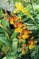 Odontocidium 'Purbeck Gold' - Epiphytic orchid 