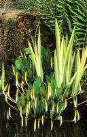 Orontium aquaticum with variegated Iris