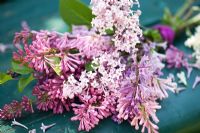 Syringa from garden tied in a bow on garden bench