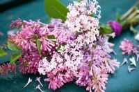 Syringa tied in a bow on garden bench