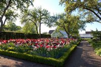 Tulipa growing in Buxus hedged border with greenhouse in background
