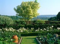 Small country garden with vegetable garden, basket cloches, rhubarb forcer, border full of Rosa 'Princess of Wales' and feature tree Acer platanoides 'Drummondii and view of Kentish weald