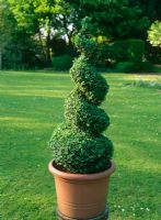 Finished Buxus - Box spiral