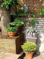 Group of terracotta and metal pots on gravel planted with Hostas, Buxus sempervirens and Agave am mediopicta. Decking seat surrounding tree, watering can, candle holder and Campanula foliage
