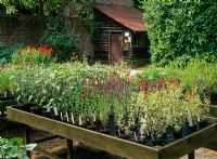 Plant sales area at Dyson's Salvia Nursery with lean to shed