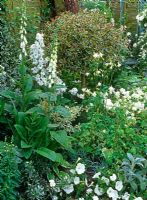 White garden with Ilex 'Elegantissima' standard, Petunias, Digitalis, Aquilegias and Convolvulus cneorum