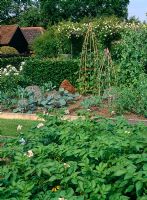 Vegetable garden in small country garden with potato foliage, bamboo cloches with Cabbage 'Red Jewel', climbing beans on bamboo tripods and Broad Beans