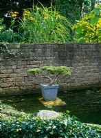 Juniper horizontalis trained in Japanese style on a stone island in formal pool with ivy covered wall. Miscanthus and Catalpa beyond.
