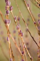 Salix purpurea 'Eugenii'
