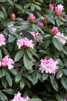 Rhododendron ima-shojo 'Christmas Cheer'