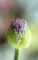 Allium 'Gladiator' flower emerging from bud