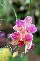 Phalaenopsis hybrid - Moth Orchid