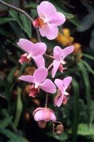 Phalaenopsis lippegruss - Moth Orchid