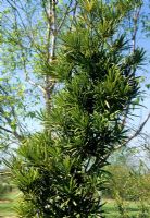 Kusamaki Podocarpus macrophyllus 'Angustifolius'
