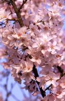 Prunus pendula var. ascendens 'Rubra' - Flowering Cherry