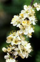 Prunus spinosus - Blackthorn