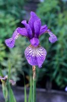 Iris sibirica 'Shaker's Prayer'