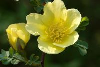 Rosa xanthina 'Canary Bird', syn Rosa 'Canary Bird' flowering in May